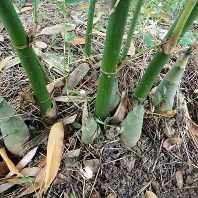 刺竹筍的功效與作用及其藥用方法有哪些?