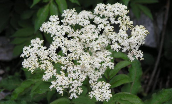 血滿草的功效與作用