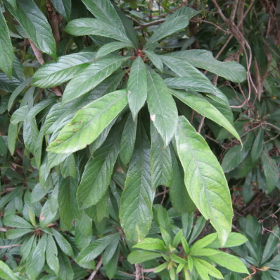 什么是筆羅子?它的營(yíng)養(yǎng)功效及其形態(tài)特征有哪些?