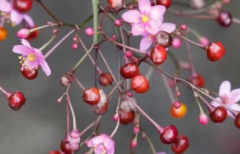 孩子大便很干，拉的跟羊屎蛋似的，怎么辦?