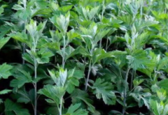 長期吃白扁豆有害嗎？白扁豆?fàn)I養(yǎng)成分介紹！