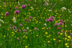 桑葉枇杷粥怎么制作呢？