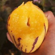 美食界中，哪些是以中藥為主要食材的？