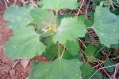 百部不僅藥用價(jià)值高，百部的食用價(jià)值也非常高！