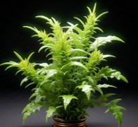 種植中藥材的主要的優(yōu)勢(shì)及其當(dāng)下適合種植的中藥材！